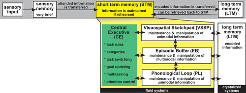Sensory Memory Model