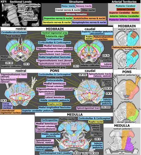 The Brainstem Anatomy Assessment And Clinical Syndromes The Journal Of Neuropsychiatry And Clinical Neurosciences